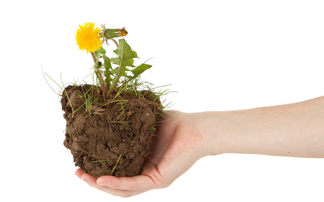 Nasty or Nutritional? Nutritional Benefits of Edible Weeds